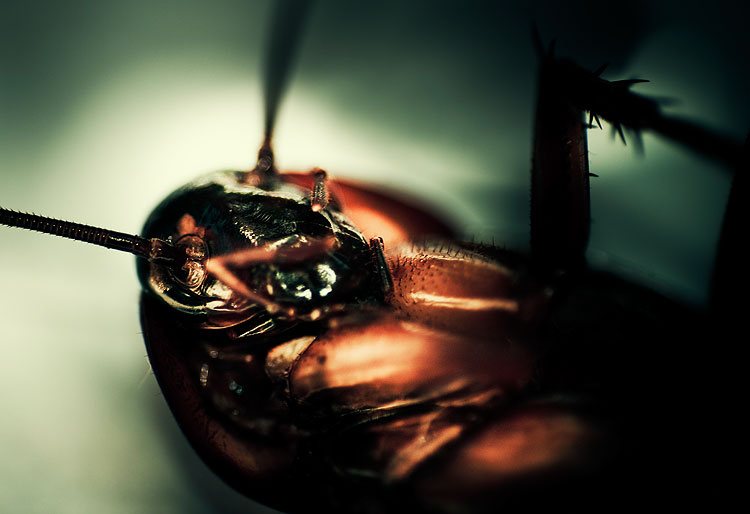 FUMIGACIONES DE CUCARACHAS RECOMENDACIONES EN NAUCALPAN